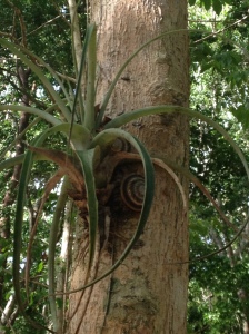 Another really amazing epiphyte!!