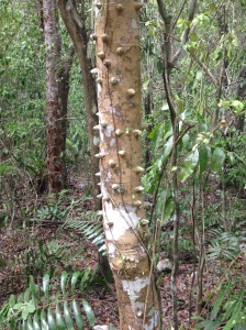 An extremely cool and unusual defense mechanism by this tree!