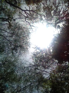 Experimenting with the camera! The sun coming through the trees!
