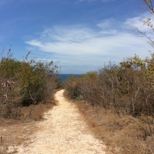 The picturesque but very dry trail we were working on in Guanica!