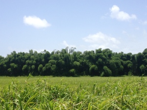 Amazing sight of massive bamboo plants across a field on our way to work!