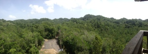 View from the top of the tower when we eventually reached the forest!