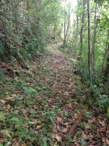 The forest trail we were working on in Guajataca