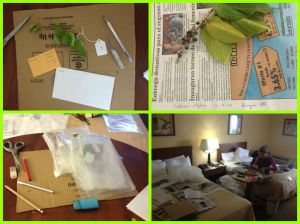 How plant pressing goes in a hotel room! Its a lot more organised than it looks!!