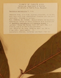 The herbarium label that Wuu Kuang took the coordinates from to help us find the site!