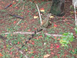 A big iguana we spotted outside our hotel!